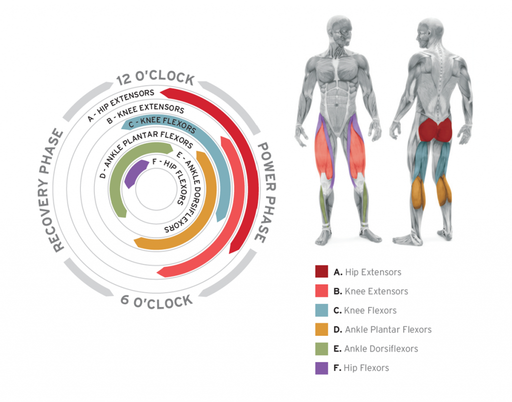 Which muscles does spinning work?